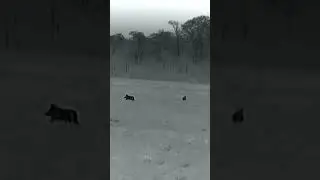 Thump