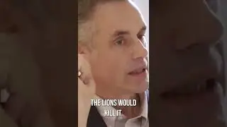 Jorden B Peterson How Lion Hunts the Zebra. Similar to language we USE.