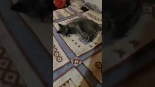 эти смешные котики