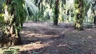 mikat burung@merbah paling kambang