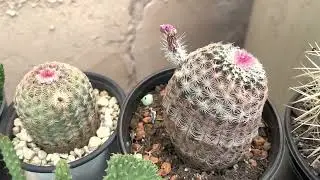 Mi colección de cactus 🌵