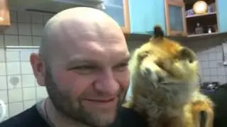 Пятница , 23.55 . Лисичка пришла .