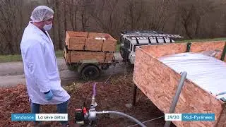 sève de bouleau - mars 2021