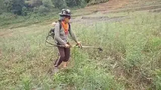 Ane Yapung Paddy  Field: Scenery of 2022