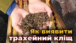 The insidious tracheal mite in bees. Prevention and treatment!