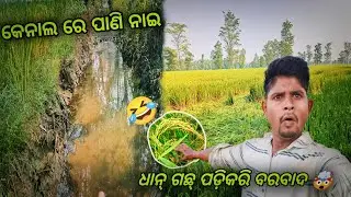 Canal Re Pani Nai // Dhan Mari Galana // Sambalpuri Vlogs #sambalpuri_vlog