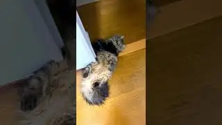 無防備にもほどがある無防備な猫/A defenseless cat that is as defenseless as it is defenseless. #shorts