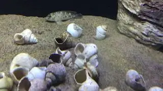 Lamprologus callipterus