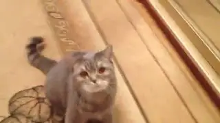 Усатый-полосатый.