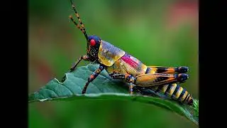 Красивые кузнечики . Разные виды