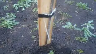 Капельный полив ( Новые технологии ))