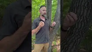 This tree produces the most delicious honey in the world...What is it?
