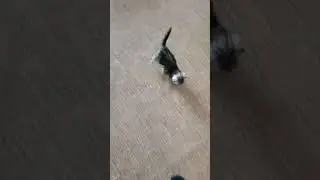догонялки🤣💥#2023shorts #видео #котики #котенок #кот #милыйкотик #милота