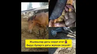 жылкылардын оорусу башка өлкөлөрдө дагы жүрүп атат.