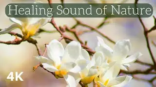 🌸 Magnolia Spring Relaxation: Peaceful Serenity ,Nature's Beauty 🍃