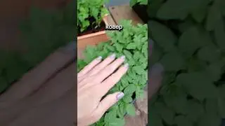 САЖАЮ ТОМАТЫ В МЕШКАХ Рассада расиет ковром