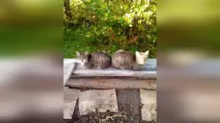 Деревенька моя у реки