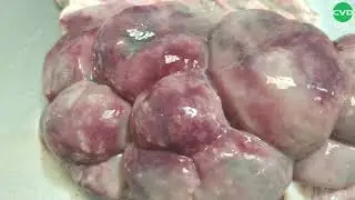 Гострий пієлонефрит у теляти 