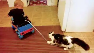Буксируем веселого кота, котенок играет с девочкой