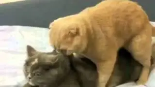 Explosive cat (Взрывная кошка)