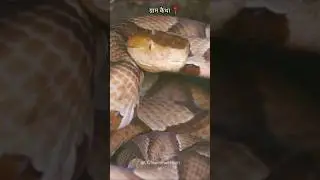 छत्तीसगढ़ का ऐसा अनोखा गांव जहाँ सांप काटने का ईलाज होता है मिट्टी से कैथा का चमत्कार #shorts #facts
