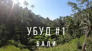 Рисовые террасы. Убуд. Бали. Индонезия 2019