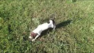 3 aylık KURZHAAR enige burnunu ve rüzgarı kullanarak arama eğitimi