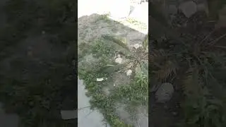 mis Mega plantas