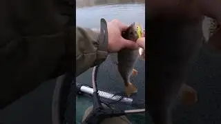 На Тэлл Спиннер Жор