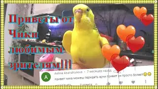 Приветы от волнистого попугайчика Чики! Волнистый попугай сидит у игрушки и кормит её