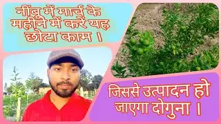 मार्च के महीने में नींबू के पौधे में क्या करें । देखे पूरा वीडियो , कैसे ले अच्छा उत्पादन । #नींबू
