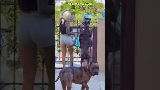 The best bodyguard 🦮🔥🛡⚔️ 
