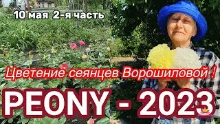 Сеянцы пионов Ворошиловой. Цветение 2023 года! Часть 2 / Сад Ворошиловой