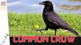 Introduction to COMMON CROWS: Garden & Farm Visitors! (Corvus brachyrhynchos)