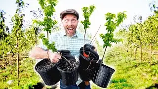 We Planted 2-Acres of TREES (to feed our family)