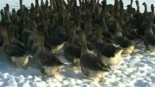 Хочу знать с М.Ширвиндтом - Шадринский гусь