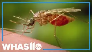 First case of Oropouche virus reported in Jefferson County