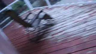 Þessi augu skynja himininn fyrir okkur