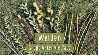 Willows: How these versatile trees brighten up spring! | MDR Garden