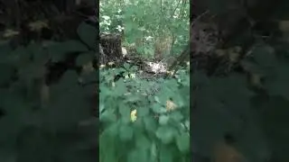 Лісова "курятина"