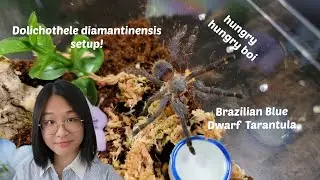 My Dolichothele diamantinensis set up!