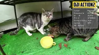 DJI ACTION2  2CAT`s  TEST 4K
