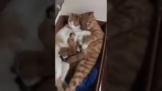 Кошка И Кот еёшний котята кот охраняет,
