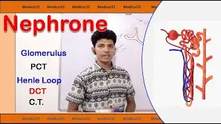 Nephron in Hindi | Structure | Functions of nephrone !
