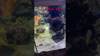 جولة في حديقة الحيوانات في التشيك##zoo#europe#fish#shorts#animals#shortsvideo#ryby#أسماك#ostrava