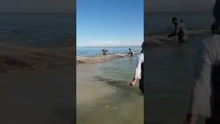 Астрахань. Каспийское море. Каспий.Сазаны Каспийского моря. Астраханский сазан. Самый большой сазан.