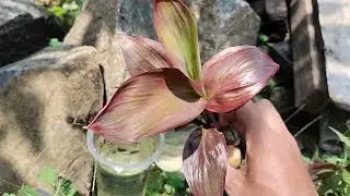 propagation tanaman hias andong hanjuang maroon | TANAMAN HIAS HANJUANG | TANAMAN HIAS ANDONG