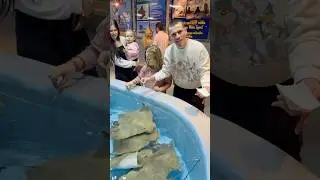 Dad feeds stingray with his family 