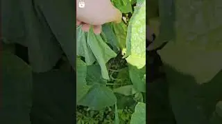 #орчанегуляют у бабули в огороде