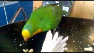 Попугай Кеша - братэлла реальный! часть - 3